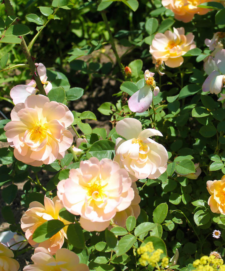 釧路エリアでバラの咲くうつくしい街づくり。