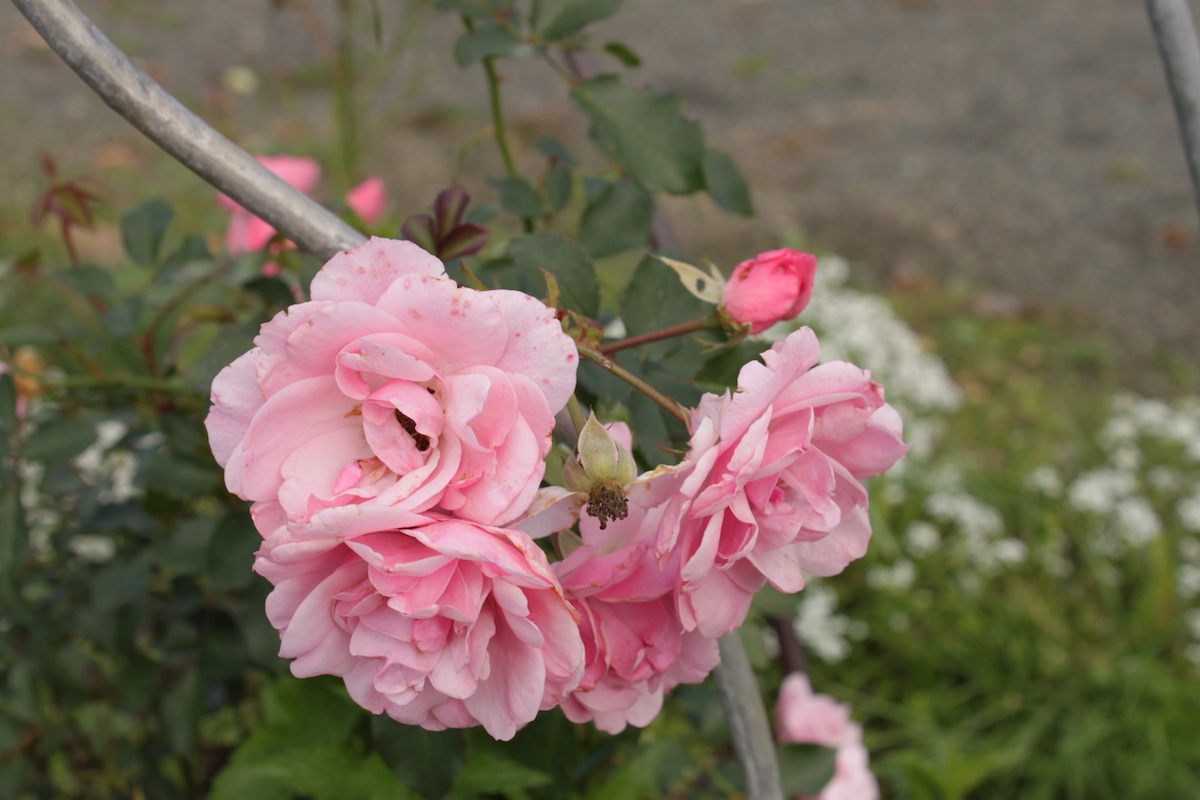 釧路エリアでバラの咲くうつくしい街づくり。日本一寒いバラの村づくり倶楽部