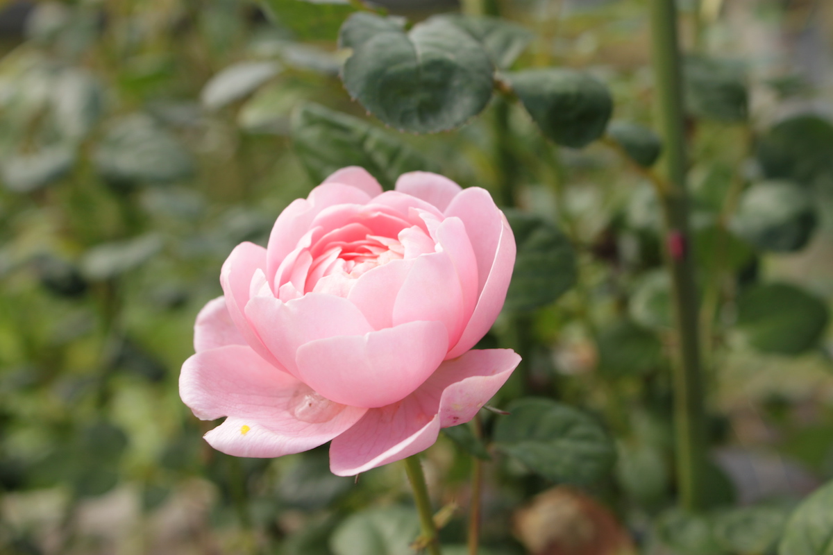 釧路エリアでバラの咲くうつくしい街づくり。日本一寒いバラの村づくり倶楽部